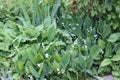 Green foliage of flowering Lily of the valley Convallaria majalis and Common lungwort Pulmonaria officinalis plants in garden Royalty Free Stock Photo