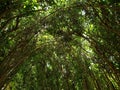 green foliage of forest trees in summer season, background and texture Royalty Free Stock Photo