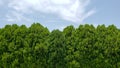 green foliage of forest trees in summer season, background and texture Royalty Free Stock Photo