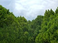 green foliage of forest trees in summer season, background and texture Royalty Free Stock Photo