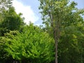 green foliage of forest trees in summer season, background and texture Royalty Free Stock Photo