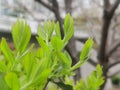 Green foliage on a spring day