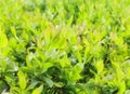 Green foliage on a spring day