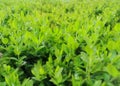 Green foliage on a spring day