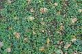 Green foliage of Glechoma hederacea covered with brtown fallen leaves Royalty Free Stock Photo