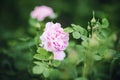 Among the green foliage grows a pale pink fragrant garden rose and its buds. Summertime Royalty Free Stock Photo