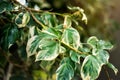 Green foliage of healthy plant with white edging serrated leaves in sunny day. Horizontal botanical green background, cover,