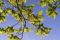 green foliage on hornbeam tree in spring bloom
