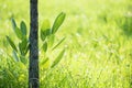 Green foliage leaf with natural bokeh background Royalty Free Stock Photo