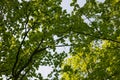 green foliage leaves on the blue sky. Royalty Free Stock Photo