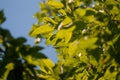 green foliage leaves on the blue sky. selective focus macro shot with shallow DOF spring background Royalty Free Stock Photo