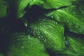 Green foliage with leaves glistening with raindrops