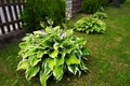 Green Foliage and Lilac Flowers of Decorative Plant Hosta Funkia