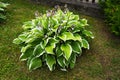 Green Foliage and Lilac Flowers of Decorative Plant Hosta Funkia