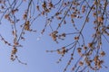 green foliage and maple flowers on trees in the spring season