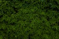 Green foliage nature background concept scenic view leaves branches dark lighting of tropic rain forest