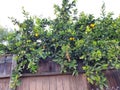 green foliage of an orange tree and fruits behind a tree fence by a bicycle road in los angeles near the ocean cloudy foggy