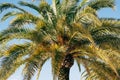 Green foliage of palm crown against blue sky Royalty Free Stock Photo