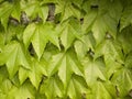 Fresh leaves of Parthenocissus tricuspidata