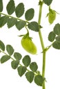 Green foliage and pea pods,  isolated on white background Royalty Free Stock Photo