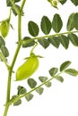 Green foliage and pea pods,  isolated on white background Royalty Free Stock Photo