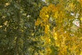 Green foliage of poplar and yellow crown of birch in one-lm photo. From summer to autumn. Autumn background. Autumn
