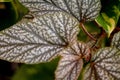 Green foliage in pots to beautify your garden.