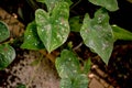 Green foliage in pots to beautify your garden.