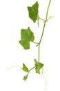 Green foliage of pumpkin, isolated on white background