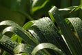 Green foliage after the rain Royalty Free Stock Photo