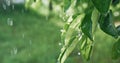 green foliage raindrops spring rain water leaves Royalty Free Stock Photo