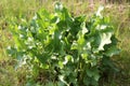 Green foliage of Horseradish (Armoracia rusticana, syn. Cochlearia armoracia) plant