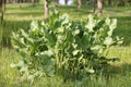 Green foliage of Horseradish (Armoracia rusticana, syn. Cochlearia armoracia) plant