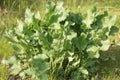 Green foliage of Horseradish (Armoracia rusticana, syn. Cochlearia armoracia) plant
