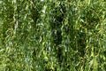 Green foliage salix babylonica, weeping willow, background.