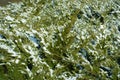 Green foliage of savin juniper covered with snow in February