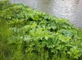 Green foliage of a Sosnowsky`s hogweed Heracleum sosnowskyi Royalty Free Stock Photo