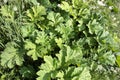 Green foliage of Sosnowsky`s hogweed Heracleum sosnowskyi. Poisonous plant. Royalty Free Stock Photo