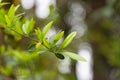 Green foliage on a spring day