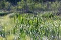 green foliage in summer with harsh shadows and bright sunlight