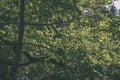 green foliage in summer with harsh shadows and bright sunlight