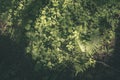 green foliage in summer with harsh shadows and bright sunlight