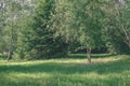 green foliage in summer with harsh shadows and bright sunlight