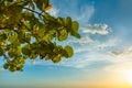 Green foliage of a tree against the backdrop of the sky at sunset. Naples Beach, Florida Royalty Free Stock Photo