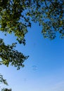 Green foliage tree branches against blue sky and soap bubbles Royalty Free Stock Photo