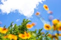 green foliage of a tree and yellow blurry wild flowers against a blue sky with clouds on a summer day. Low angle shot Royalty Free Stock Photo