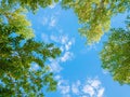 Green foliage of trees against blue sky and clouds. Spring or summer Sunny day Royalty Free Stock Photo