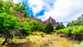 Green foliage of the trees along the Pa`rus Trail in Zion National Park, Utah Royalty Free Stock Photo