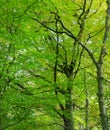 Green foliage in typical British beech woodland
