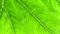 Green foliage vein patterns texture closeup macro background Royalty Free Stock Photo